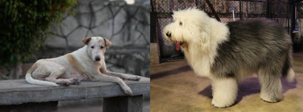 Old English Sheepdog vs Askal - Breed Comparison