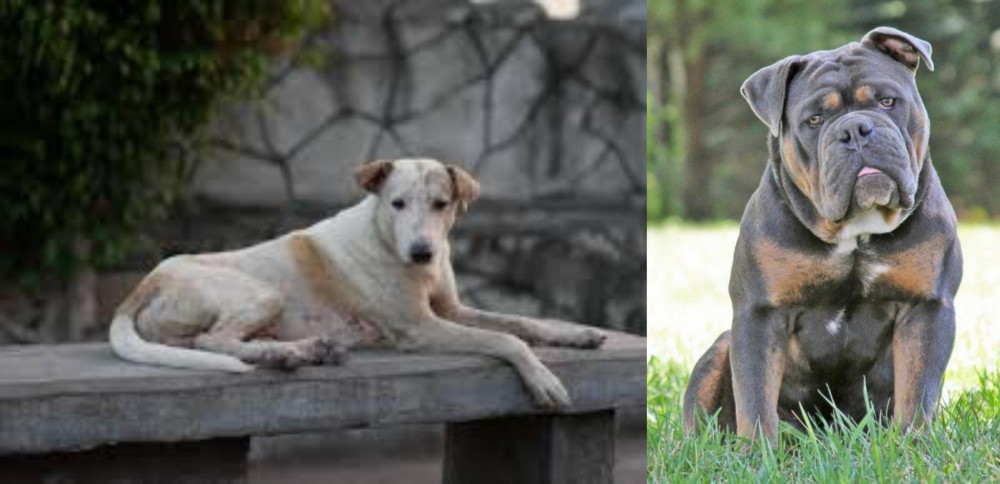 Olde English Bulldogge vs Askal - Breed Comparison