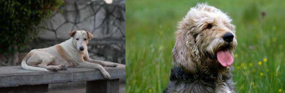 Otterhound vs Askal - Breed Comparison