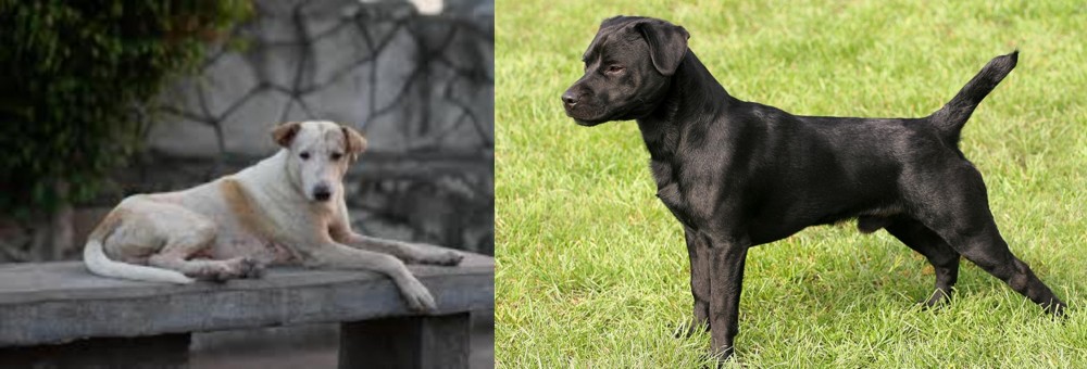 Patterdale Terrier vs Askal - Breed Comparison