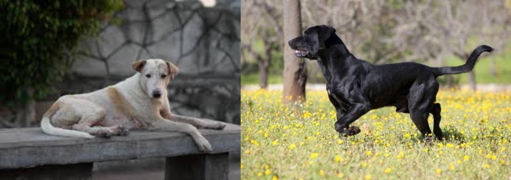 Perro de Pastor Mallorquin vs Askal - Breed Comparison