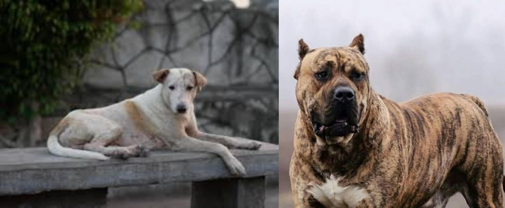 Perro de Presa Canario vs Askal - Breed Comparison