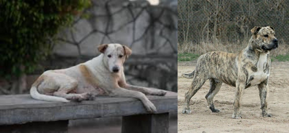 Perro de Presa Mallorquin vs Askal - Breed Comparison