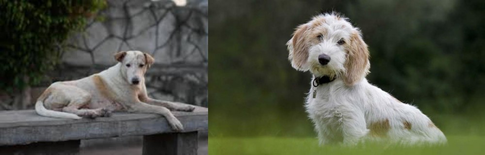Petit Basset Griffon Vendeen vs Askal - Breed Comparison