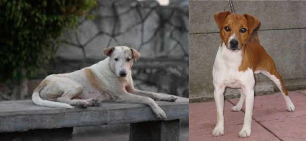 Plummer Terrier vs Askal - Breed Comparison
