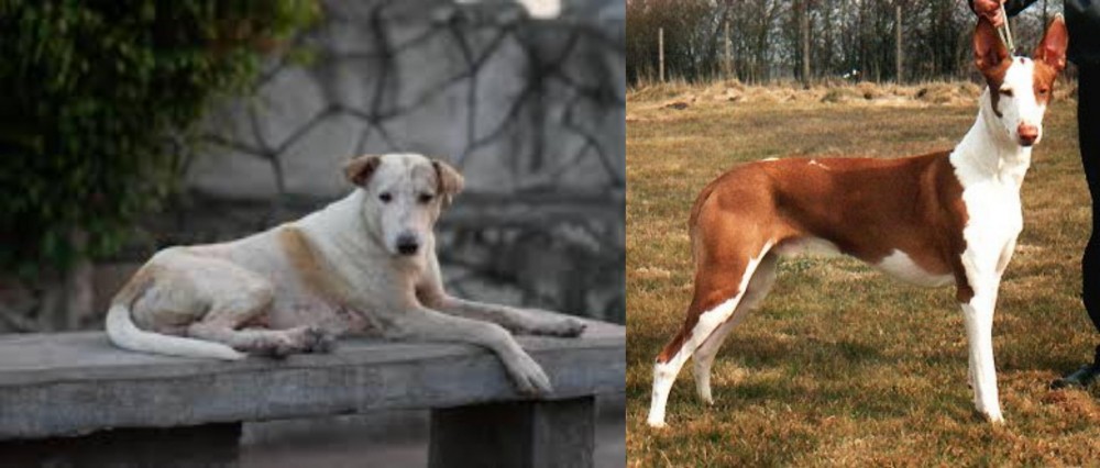 Podenco Canario vs Askal - Breed Comparison