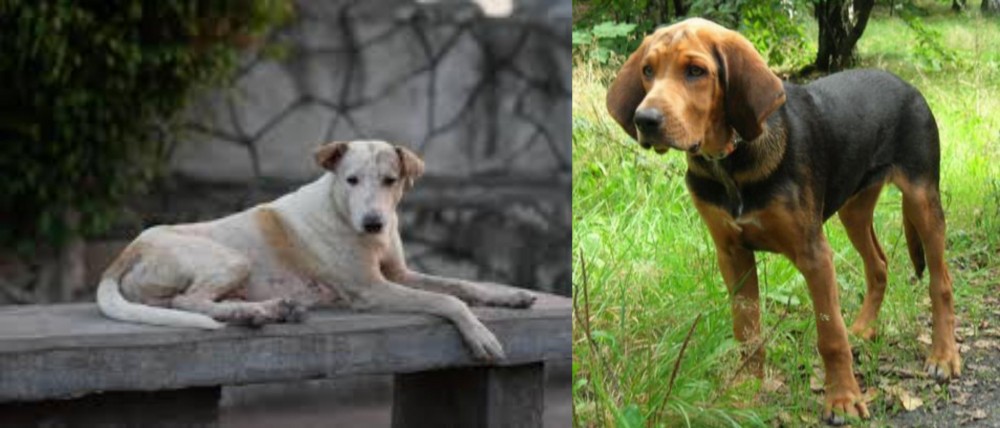Polish Hound vs Askal - Breed Comparison