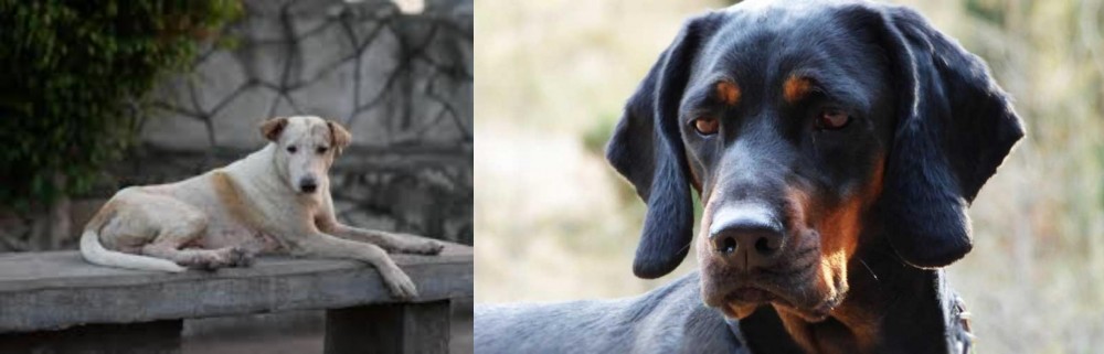 Polish Hunting Dog vs Askal - Breed Comparison