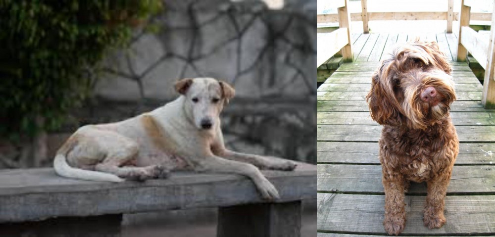 Portuguese Water Dog vs Askal - Breed Comparison