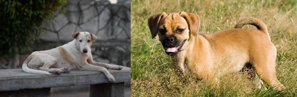 Puggle vs Askal - Breed Comparison