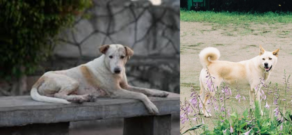 Pungsan Dog vs Askal - Breed Comparison