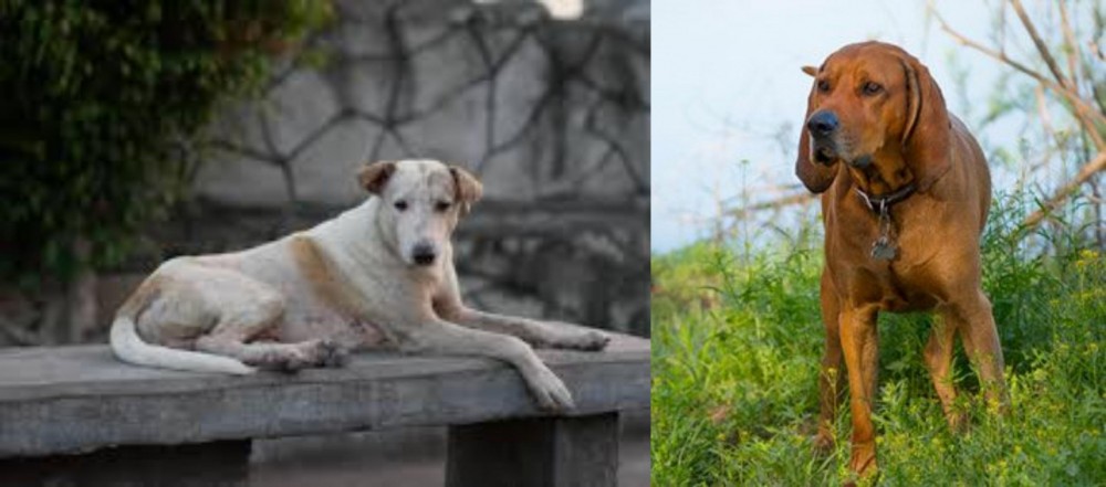 Redbone Coonhound vs Askal - Breed Comparison