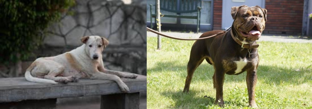 Renascence Bulldogge vs Askal - Breed Comparison