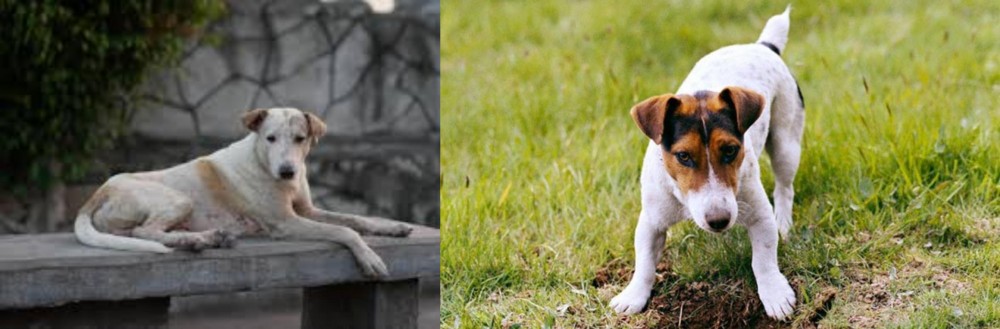 Russell Terrier vs Askal - Breed Comparison