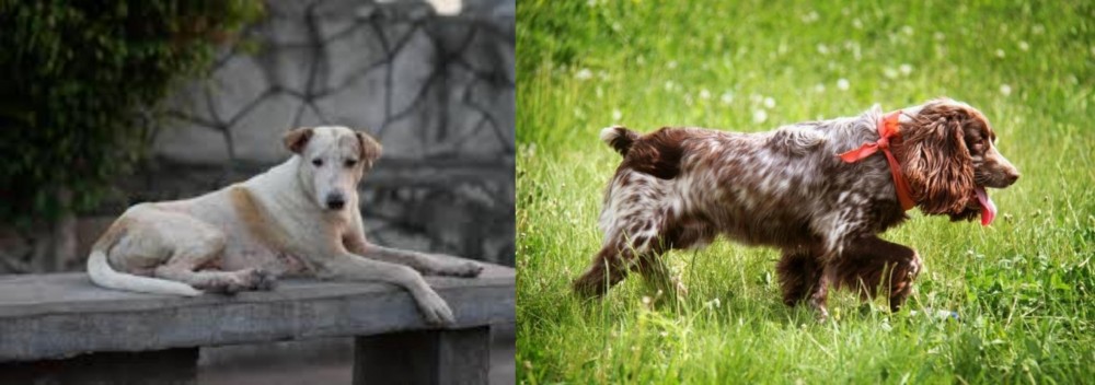 Russian Spaniel vs Askal - Breed Comparison