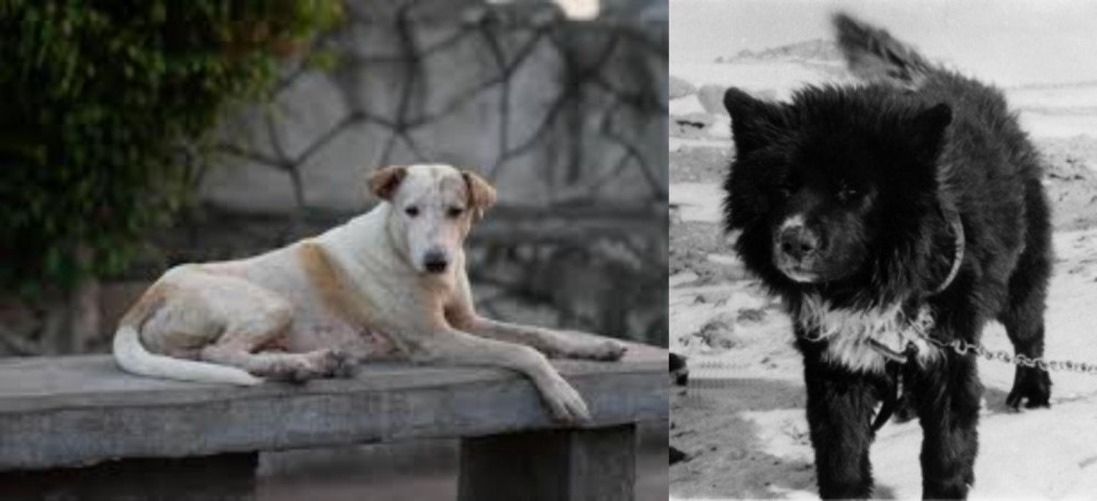 Sakhalin Husky vs Askal - Breed Comparison