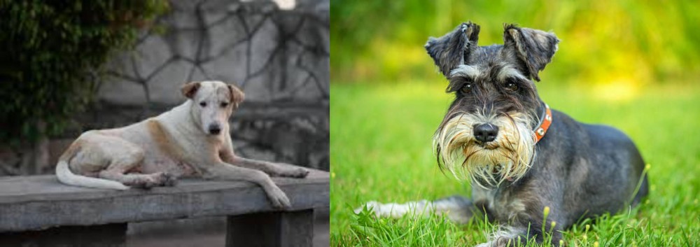 Schnauzer vs Askal - Breed Comparison
