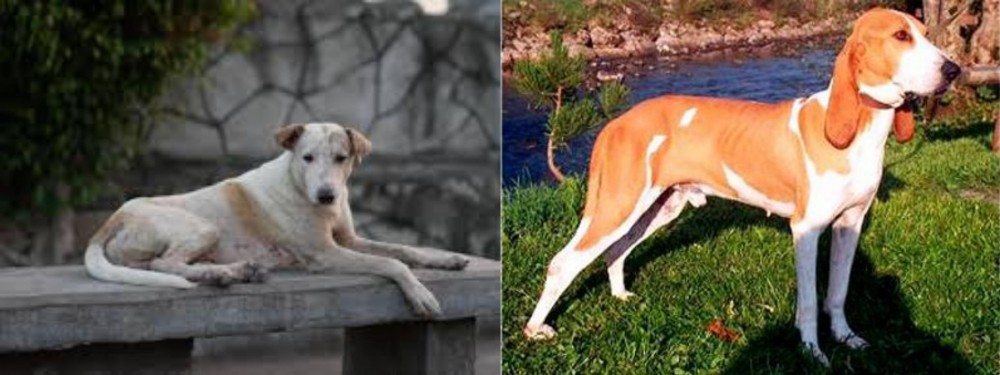 Schweizer Laufhund vs Askal - Breed Comparison