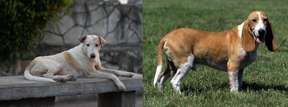 Schweizer Niederlaufhund vs Askal - Breed Comparison