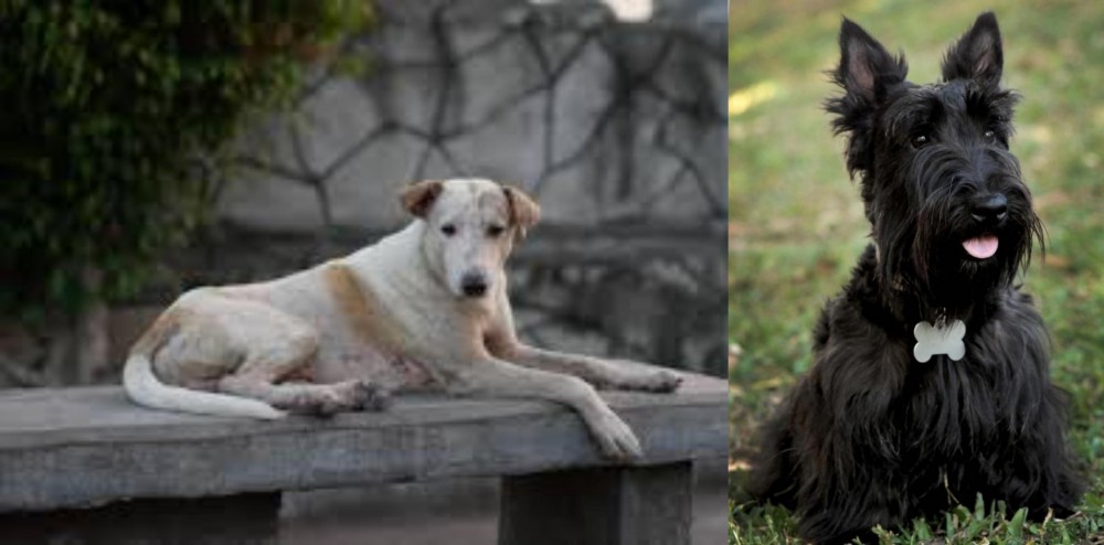 Scoland Terrier vs Askal - Breed Comparison