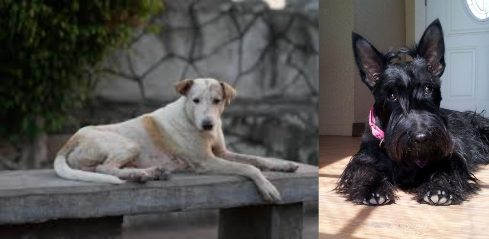 Scottish Terrier vs Askal - Breed Comparison