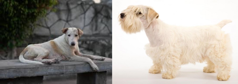 Sealyham Terrier vs Askal - Breed Comparison