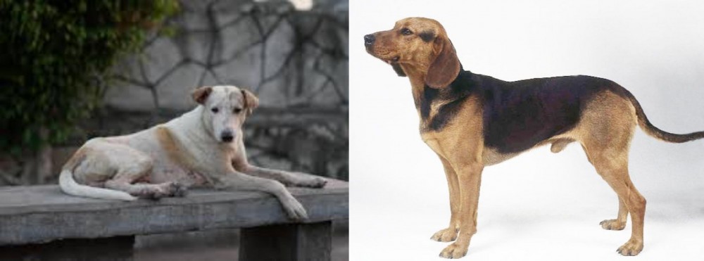 Serbian Hound vs Askal - Breed Comparison