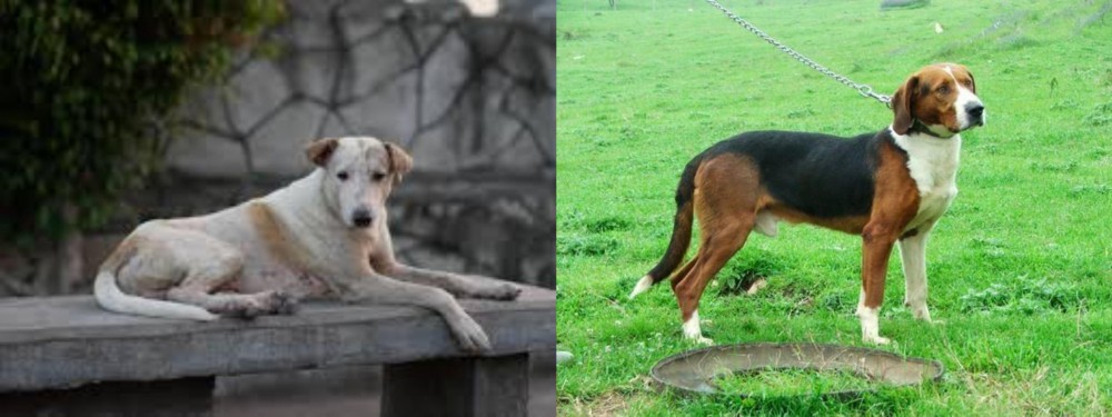 Serbian Tricolour Hound vs Askal - Breed Comparison