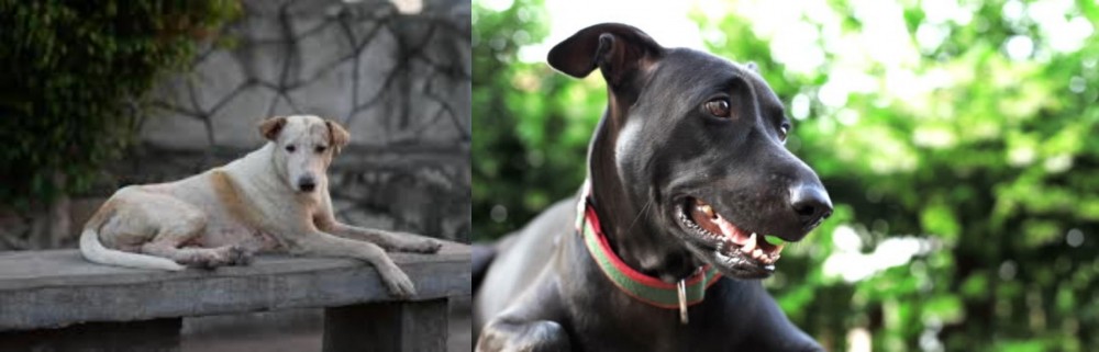 Shepard Labrador vs Askal - Breed Comparison