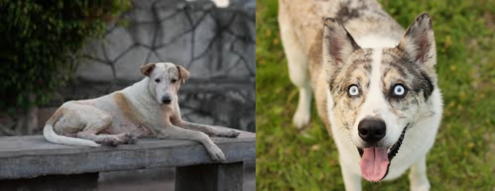Shepherd Husky vs Askal - Breed Comparison