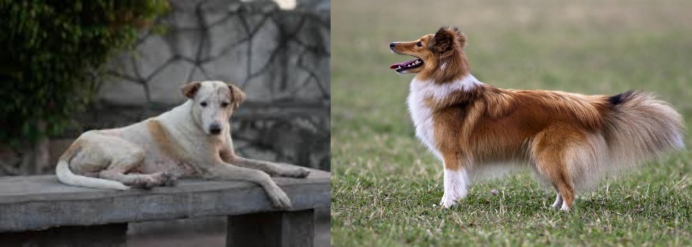 Shetland Sheepdog vs Askal - Breed Comparison