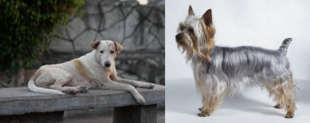 Silky Terrier vs Askal - Breed Comparison