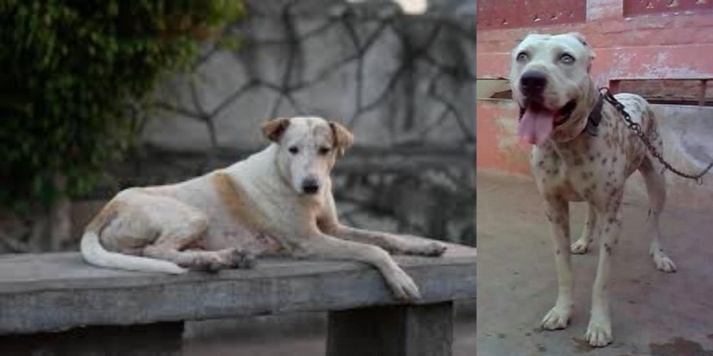Sindh Mastiff vs Askal - Breed Comparison