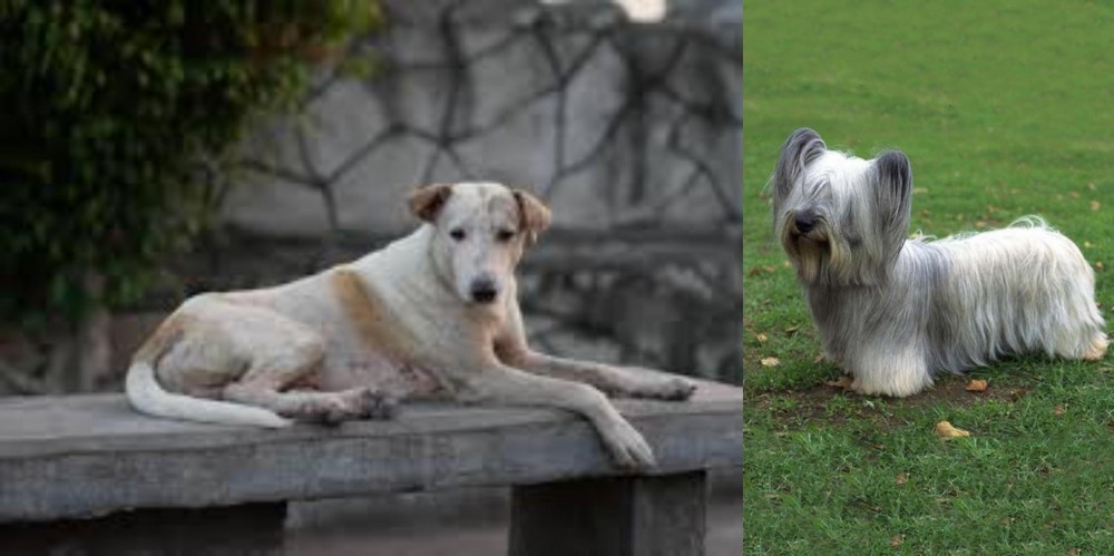 Skye Terrier vs Askal - Breed Comparison