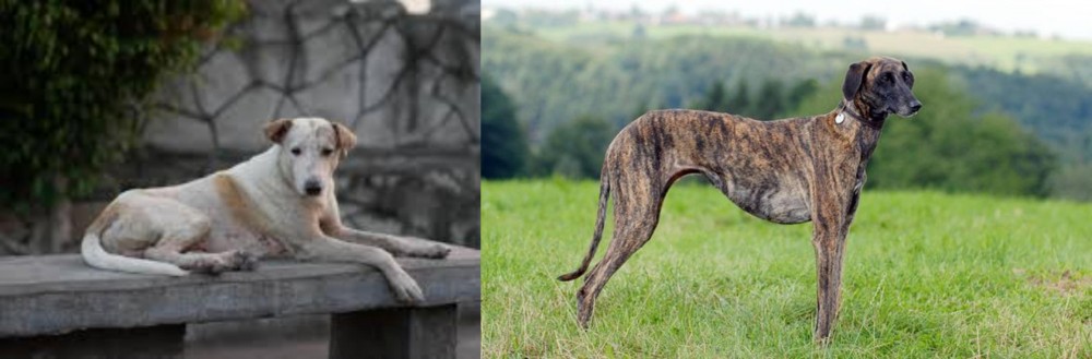 Sloughi vs Askal - Breed Comparison