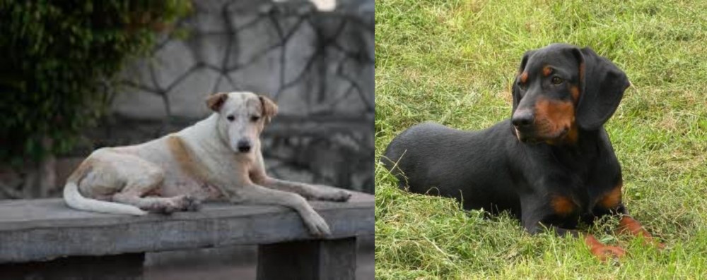 Slovakian Hound vs Askal - Breed Comparison