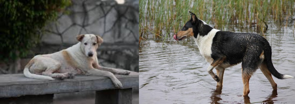 Smooth Collie vs Askal - Breed Comparison