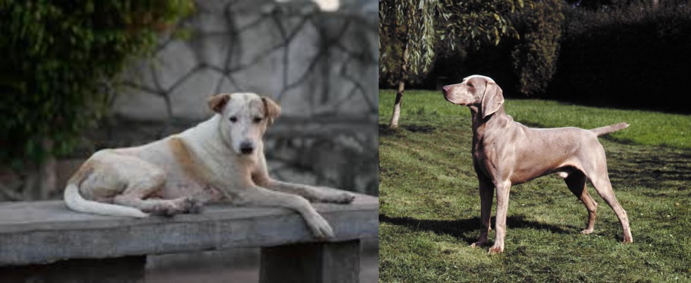 Smooth Haired Weimaraner vs Askal - Breed Comparison