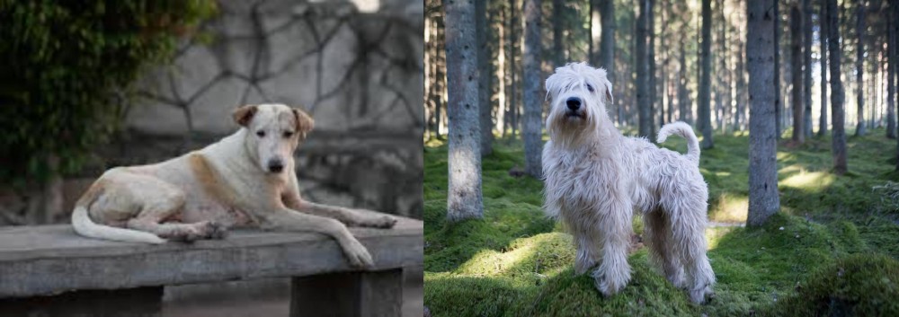 Soft-Coated Wheaten Terrier vs Askal - Breed Comparison