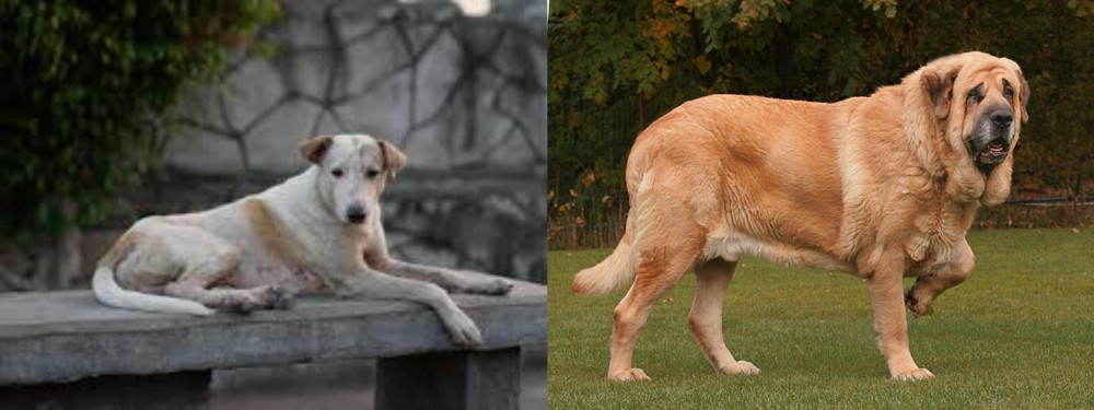 Spanish Mastiff vs Askal - Breed Comparison
