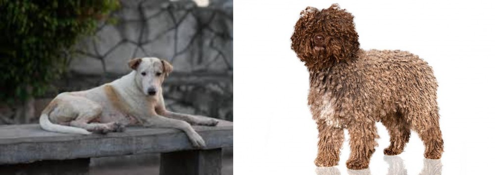 Spanish Water Dog vs Askal - Breed Comparison