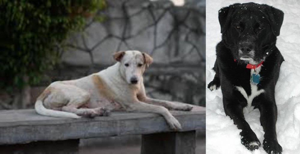 St. John's Water Dog vs Askal - Breed Comparison