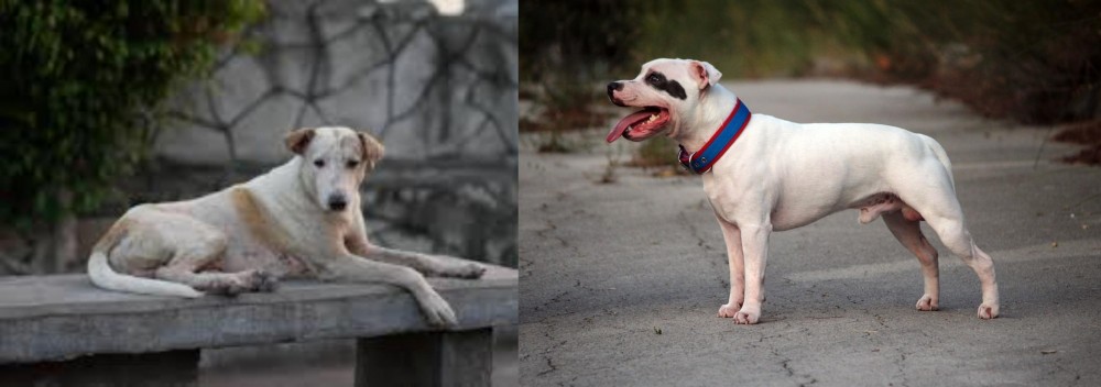 Staffordshire Bull Terrier vs Askal - Breed Comparison