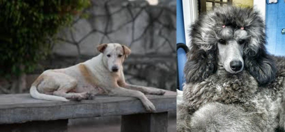 Standard Poodle vs Askal - Breed Comparison