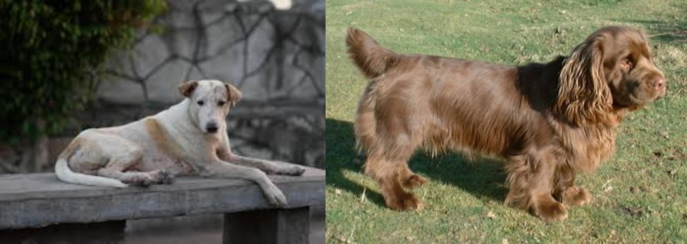Sussex Spaniel vs Askal - Breed Comparison