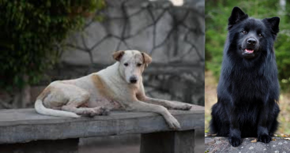 Swedish Lapphund vs Askal - Breed Comparison