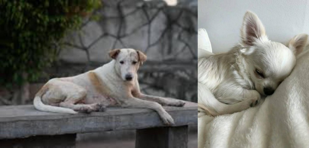 Tea Cup Chihuahua vs Askal - Breed Comparison