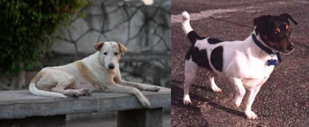 Teddy Roosevelt Terrier vs Askal - Breed Comparison