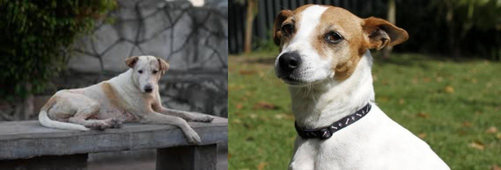 Tenterfield Terrier vs Askal - Breed Comparison