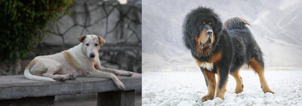 Tibetan Mastiff vs Askal - Breed Comparison